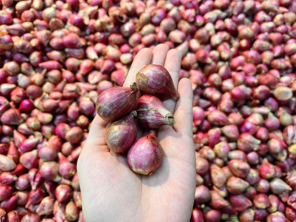 Genggaman bawang merah di atas tumpukan bawang merah