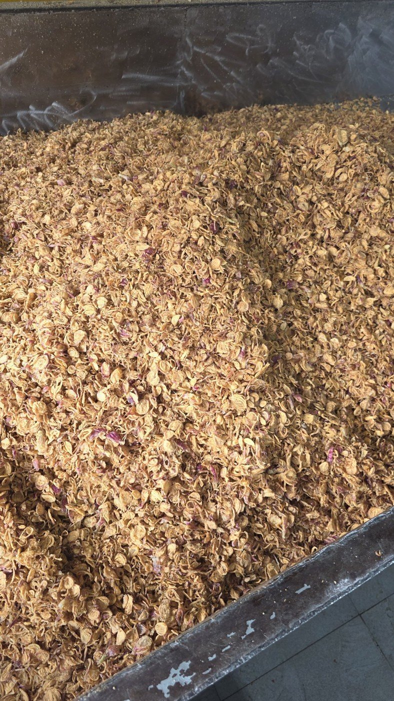 Tumpukan bawang goreng di wadah produksi